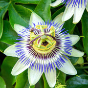 Heirloom Blue Passion Seeds