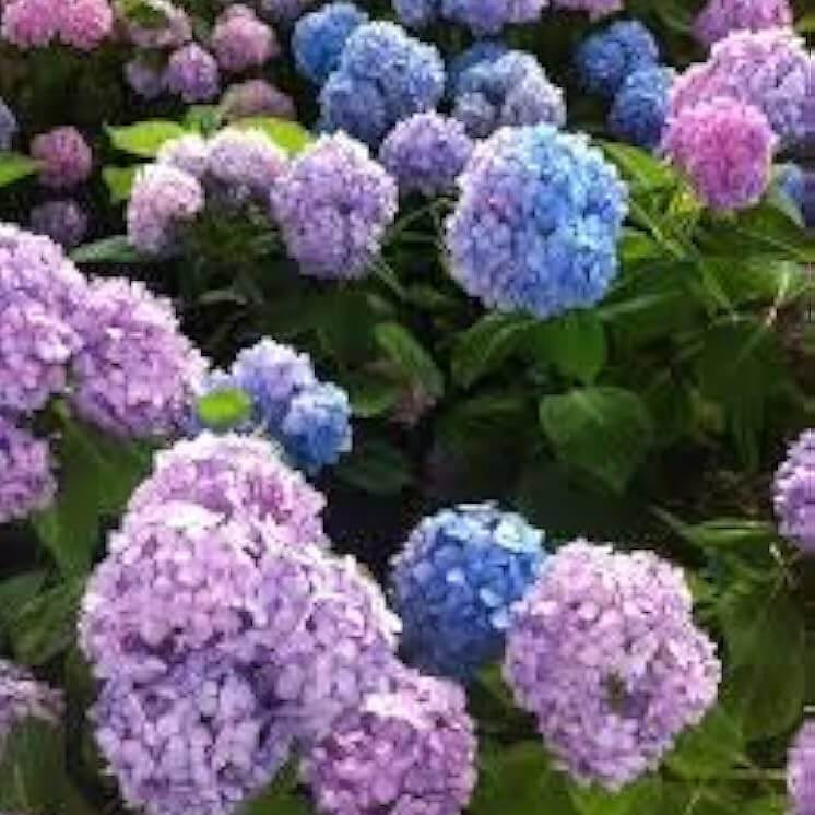 Blue Pink Azalea Seeds - Flower Plant