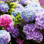 Blue Pink Azalea Seeds - Flower Plant