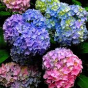 Blue Pink Azalea Seeds - Flower Plant