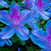 Blue Purple Azalea Seeds - Flower Plant