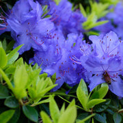 Blue Purple Azalea Seeds - Flower Plant
