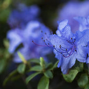 Blue Purple Azalea Seeds - Flower Plant