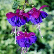 Blue Purple Fuchsia Seeds - Flower Plant