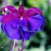 Blue Purple Fuchsia Seeds - Flower Plant