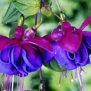 Blue Purple Fuchsia Seeds - Flower Plant