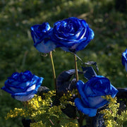 Rare Hybrid Blue Rose Seeds