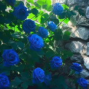 Rare Hybrid Blue Rose Seeds