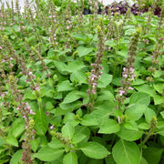 African Blue Blue Spice Basil Seeds, Herbal