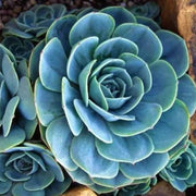 Wildflower Mix Blue Succulent Seeds