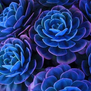 Wildflower Mix Blue Succulent Seeds