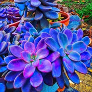 Wildflower Mix Blue Succulent Seeds