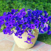 Wave Petunia Seeds – Petunia × hybrida