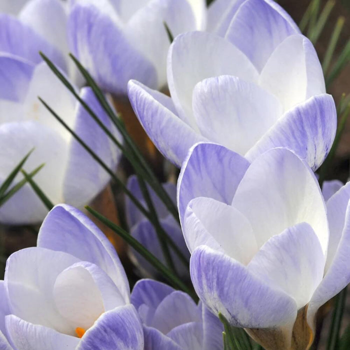 Blue Whiite Mix Crocus Seeds - Flower Plant