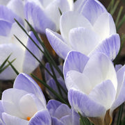 Blue Whiite Mix Crocus Seeds - Flower Plant