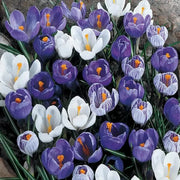 Blue Whiite Mix Crocus Seeds - Flower Plant