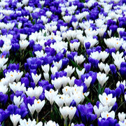 Blue Whiite Mix Crocus Seeds - Flower Plant