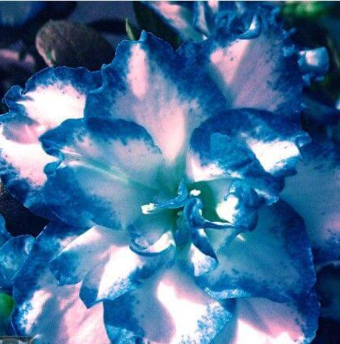 Blue White Azalea Seeds - Flower Plant