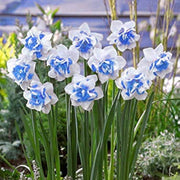 Blue White Daffodil Seeds - Flower Plant