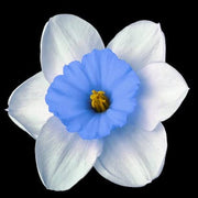 Blue White Daffodil Seeds - Flower Plant