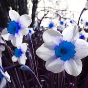 Blue White Daffodil Seeds - Flower Plant