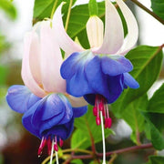Blue White Fuchsia Seeds - Flower Plant
