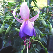 Blue White Fuchsia Seeds - Flower Plant