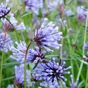 Wildflower Mix Blue Woodruff Seeds