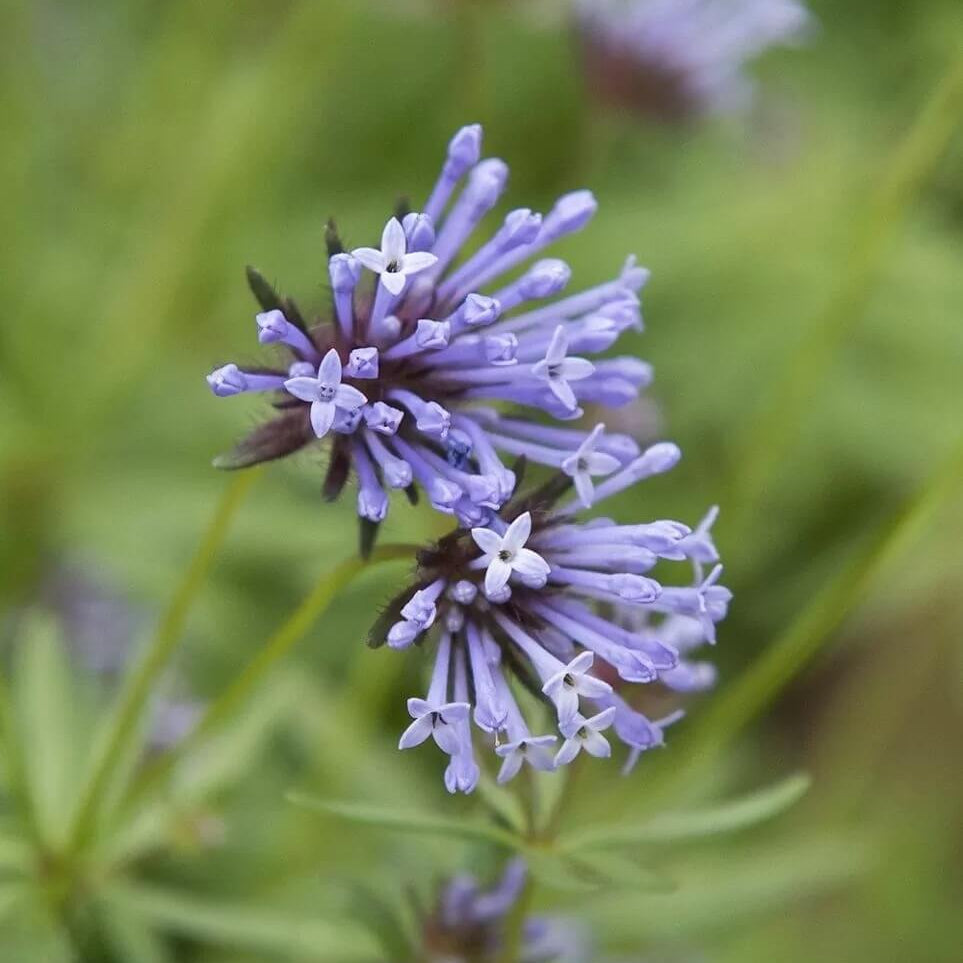 Wildflower Mix Blue Woodruff Seeds