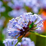 Wildflower Mix Blue Woodruff Seeds
