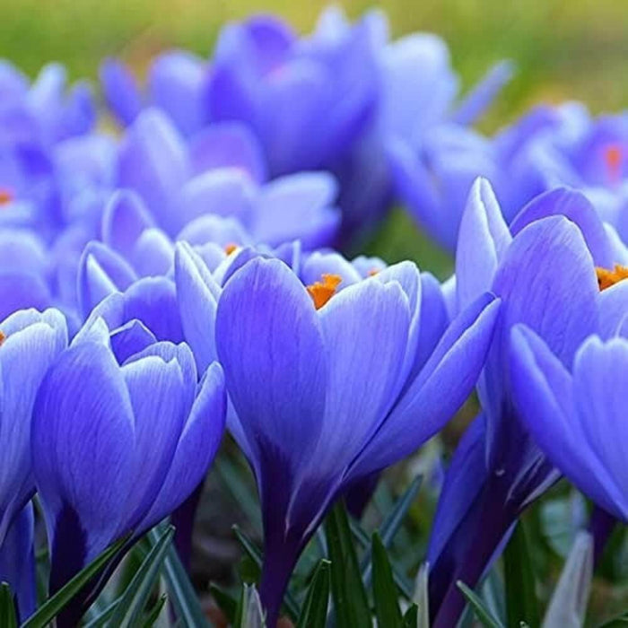 Blue Yellow Crocus Seeds - Flower Plant