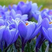 Blue Yellow Crocus Seeds - Flower Plant