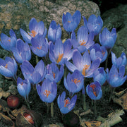 Blue Yellow Crocus Seeds - Flower Plant