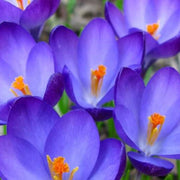 Blue Yellow Crocus Seeds - Flower Plant