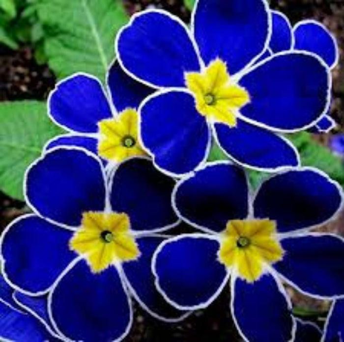 Blue Yellow Daffodils Seeds - Flower Plant