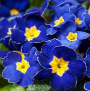 Blue Yellow Daffodils Seeds - Flower Plant