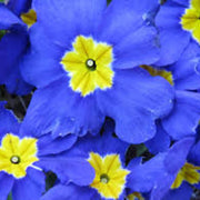 Blue Yellow Daffodils Seeds - Flower Plant
