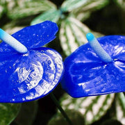 Blue anthurium Seeds