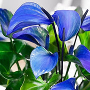 Blue anthurium Seeds