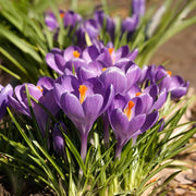 Blue ocean Crocus Seeds