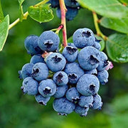 North American Mix Blueberry Seeds
