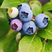 Wild Lowbush Blueberry Seeds