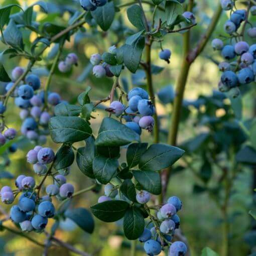 Blueberry Seeds - All In One For Home Gardens