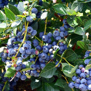 Blueberry Seeds - All In One For Home Gardens