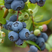 Vaccinium Blueberry Seeds
