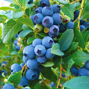 Vaccinium Blueberry Seeds