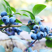 North American Mix Blueberry Seeds