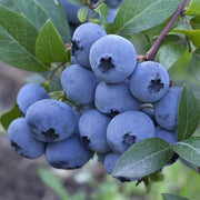 North American Mix Blueberry Seeds
