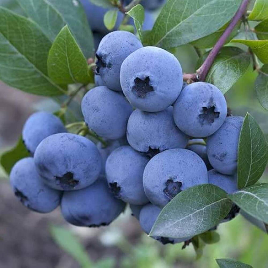 North American Mix Blueberry Seeds