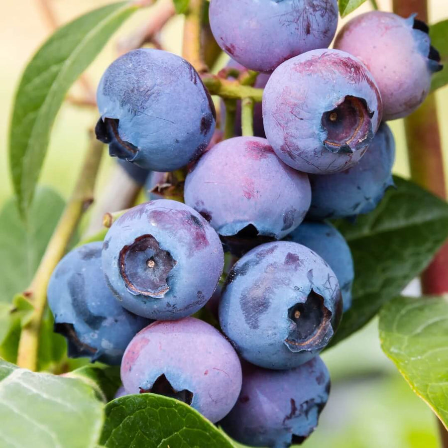 Vaccinium Blueberry Seeds